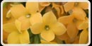 �J�����R�G